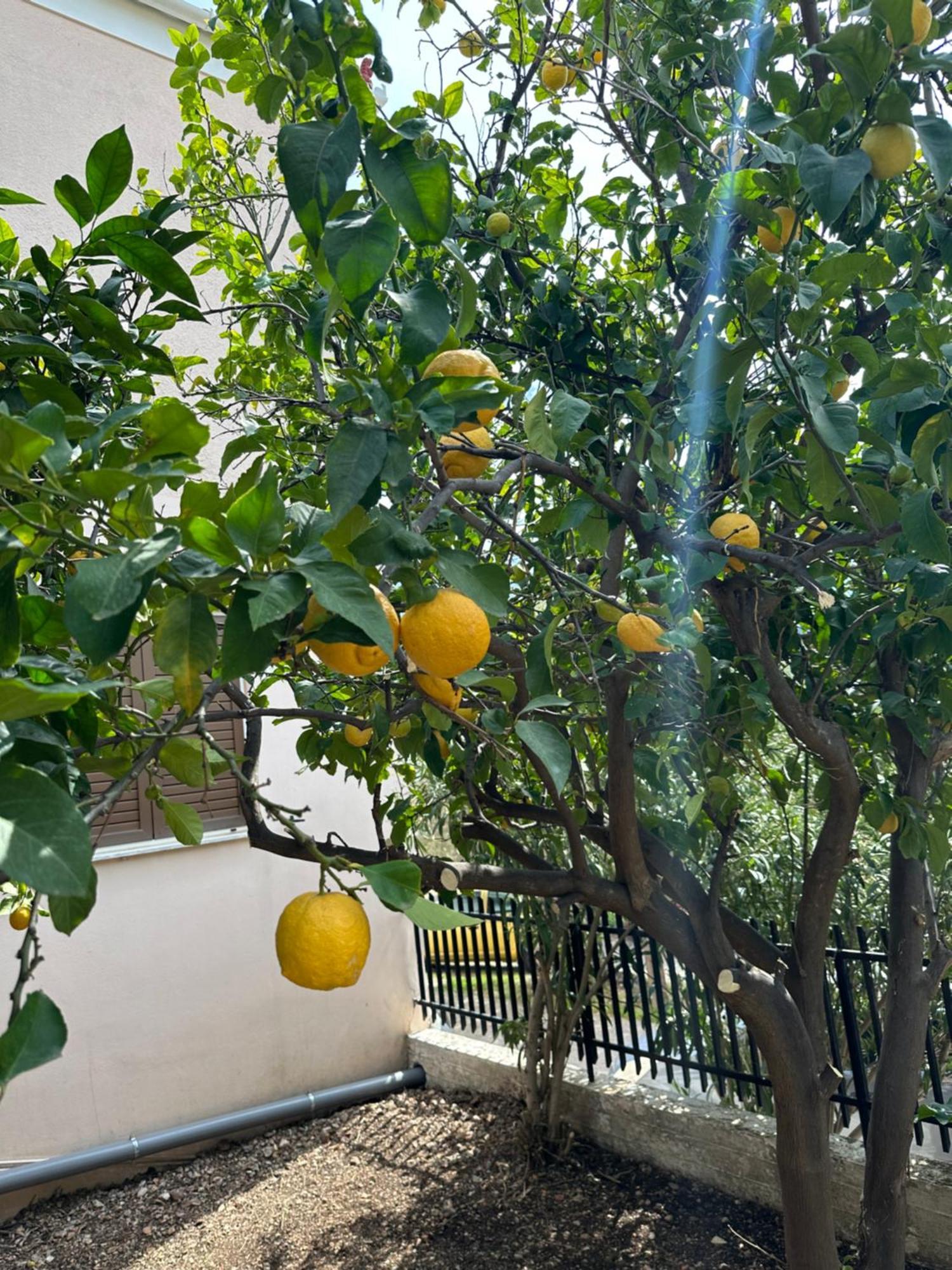 Tasos